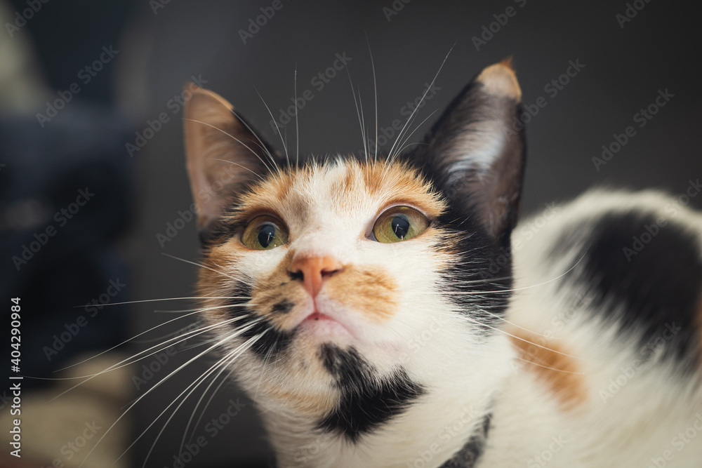 portrait of a calico cat looking up