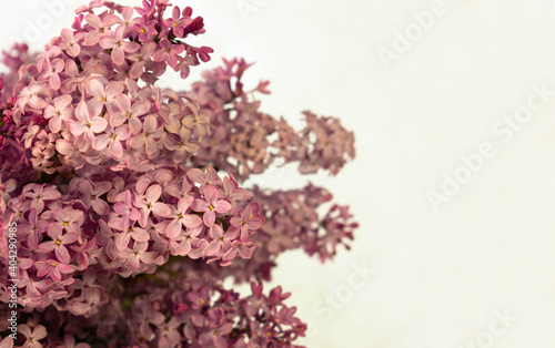 Lilac bouquet on a white background. Close-up. Copy space.