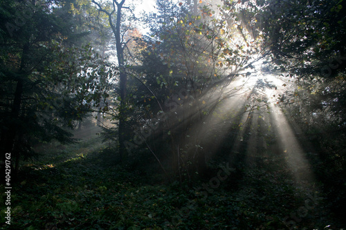 Fototapeta Naklejka Na Ścianę i Meble -  Early morning in autumn forest in Island Beskids, Poland