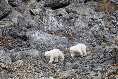 Polar bear and its cubs walking and finding some food.