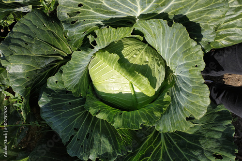 Close up of a head of cabbage in the garden  a useful green vegetable.