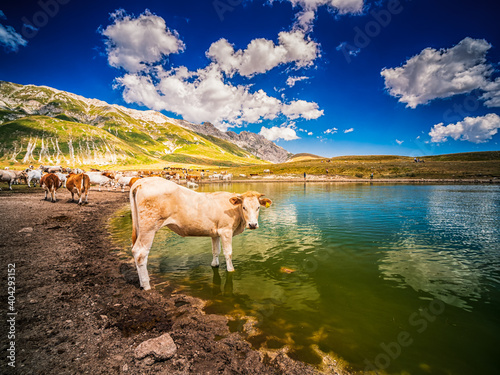 Fototapeta Cows in Abruzzo