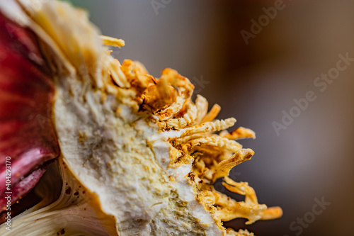 Macro shot of red garlic roots © Piotr Wojnowski