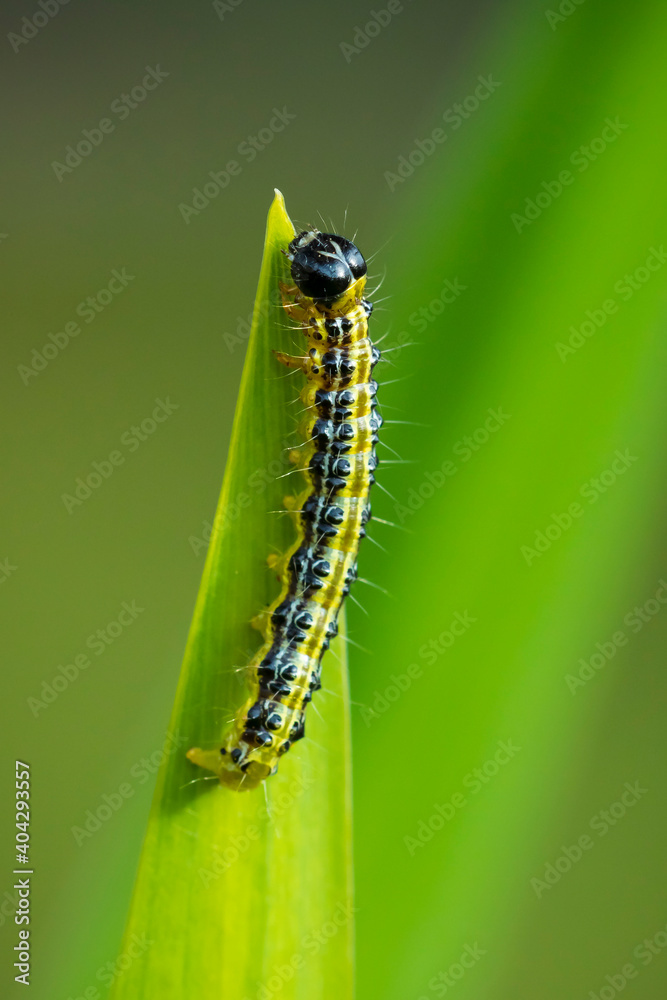 Box tree moth caterpillar, Cydalima perspectalis, closeup Box tree moth caterpillar, Cydalima perspectalis, closeup