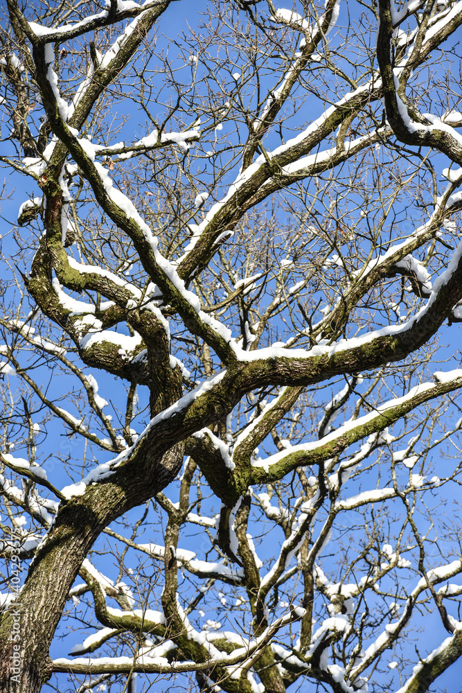 neige hiver paysage Belgique Wallonie Gaume Ardenne bois foret neige hiver paysage Belgique Wallonie Gaume Ardenne bois foret