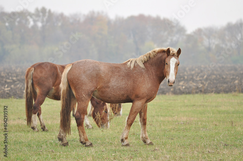 Mares of the Novoolexandrian Draught breed graze on a pasture on a cloudy foggy day