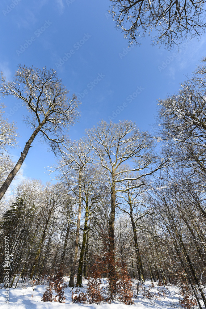 neige hiver paysage Belgique Wallonie Gaume Ardenne bois foret neige hiver paysage Belgique Wallonie Gaume Ardenne bois foret