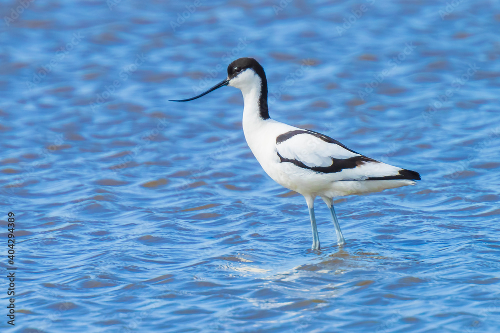 Obraz premium Pied Avocet, Recurvirostra avosetta, foraging
