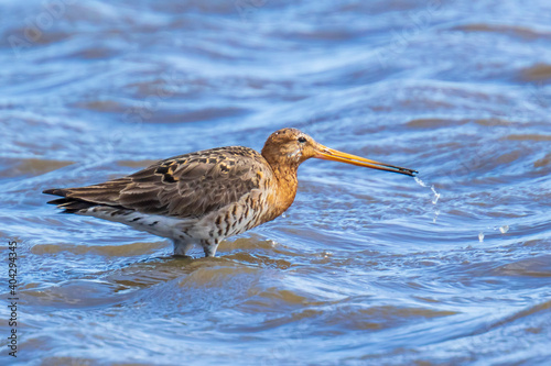 Black-tailed godwit Limosa Limosa foraging in blue water