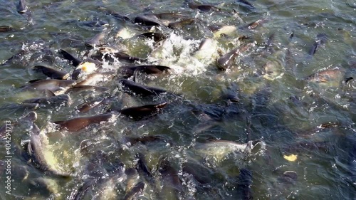 Fish eating food from feeding in river, hand holding bread throwing to many fish in river.