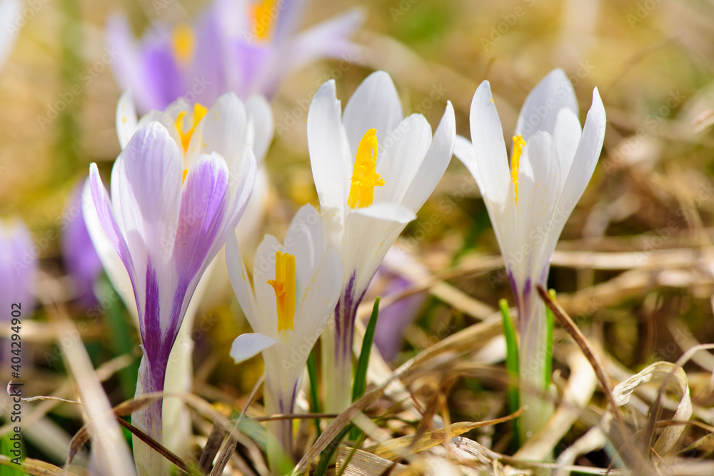 Bunte Blumenwiese im Frühling und Krokus