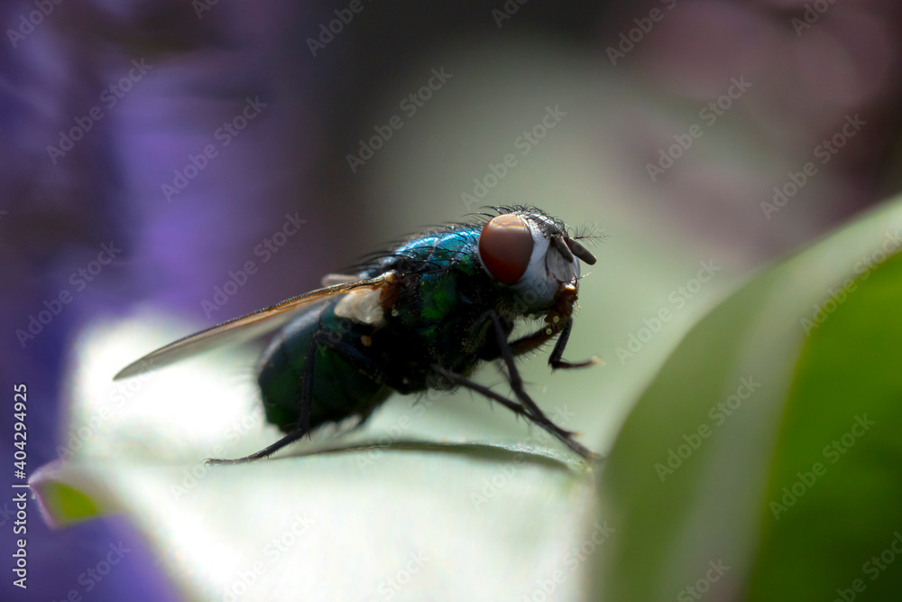 Closeup of a common green bottle fly Lucilia sericata insect Closeup of a common green bottle fly Lucilia sericata insect