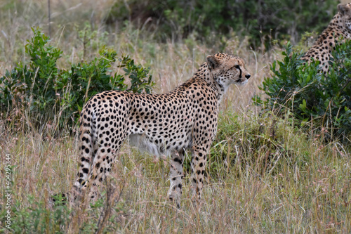 Cheetah in Maasai Mara, Kenya