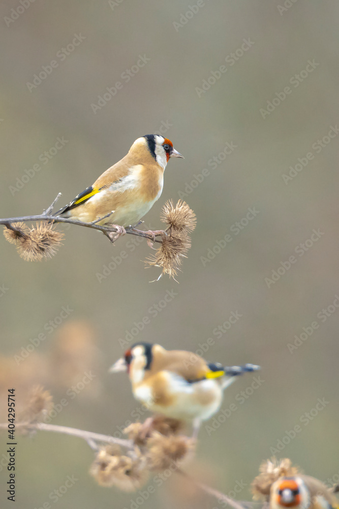 Fototapeta premium European goldfinch bird, Carduelis carduelis, perched eating seeds during Springtime season
