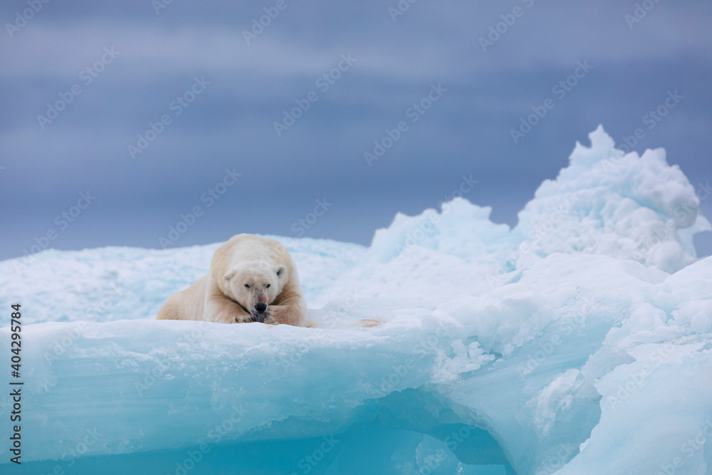 Fototapeta premium Polar bear on floating ice relaxing after hunting.