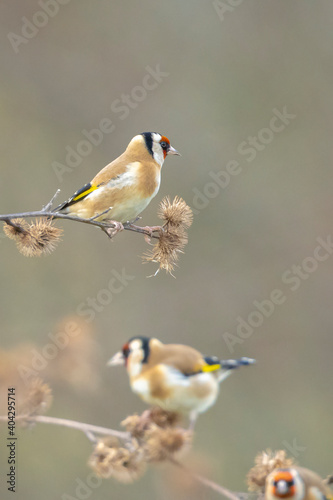 European goldfinch bird, Carduelis carduelis, perched eating seeds during Springtime season