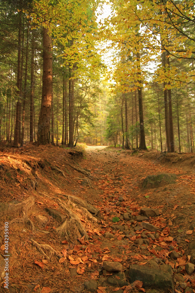 Obraz premium Autumn forest in Island Beskids, Poland