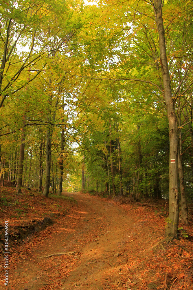 Autumn forest in Island Beskids, Poland
