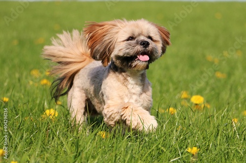 Schilderij op canvas small brown lhasa apso is running in a field with yellow dandelions