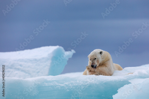 Polar bear on floating ice relaxing after hunting.