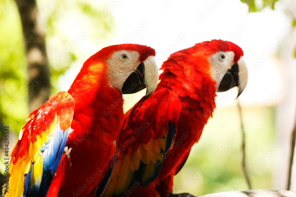 Beautiful couple of red feathered parrots posing in the jungle on a sunny day Beautiful couple of red feathered parrots posing in the jungle on a sunny day
