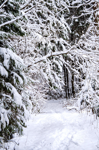Winter snowy forest with conifers and a path through it