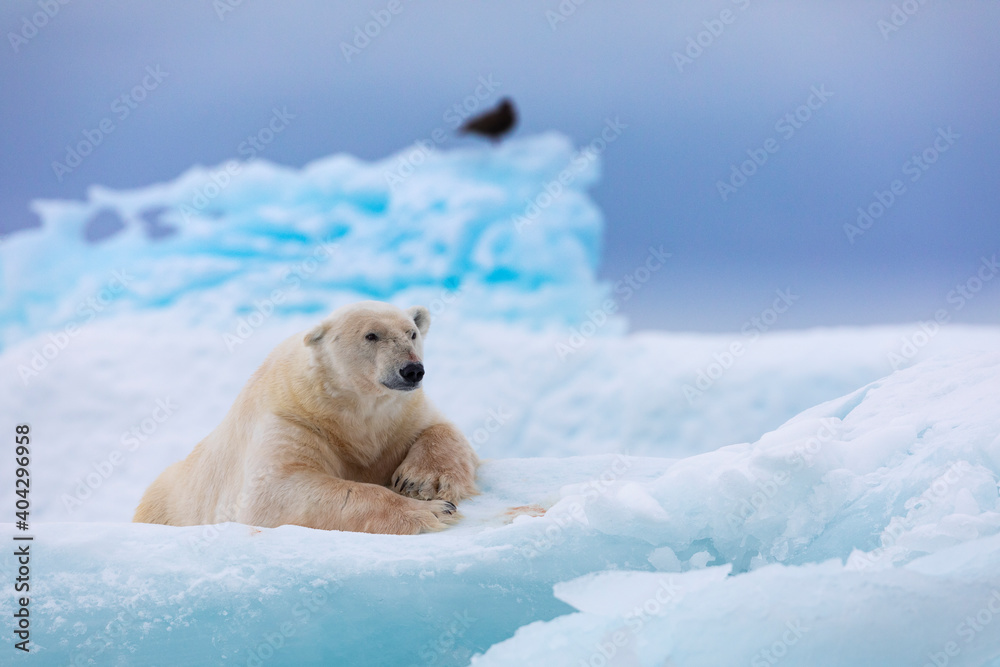 Obraz premium Polar bear on floating ice relaxing after hunting.