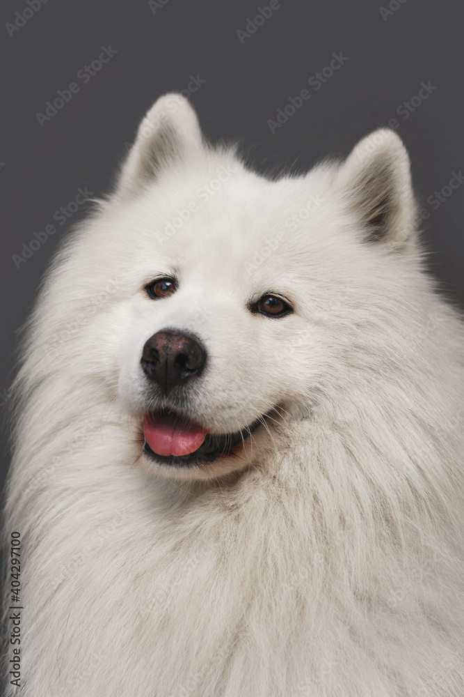 Portrait of beautiful Samoyed dog