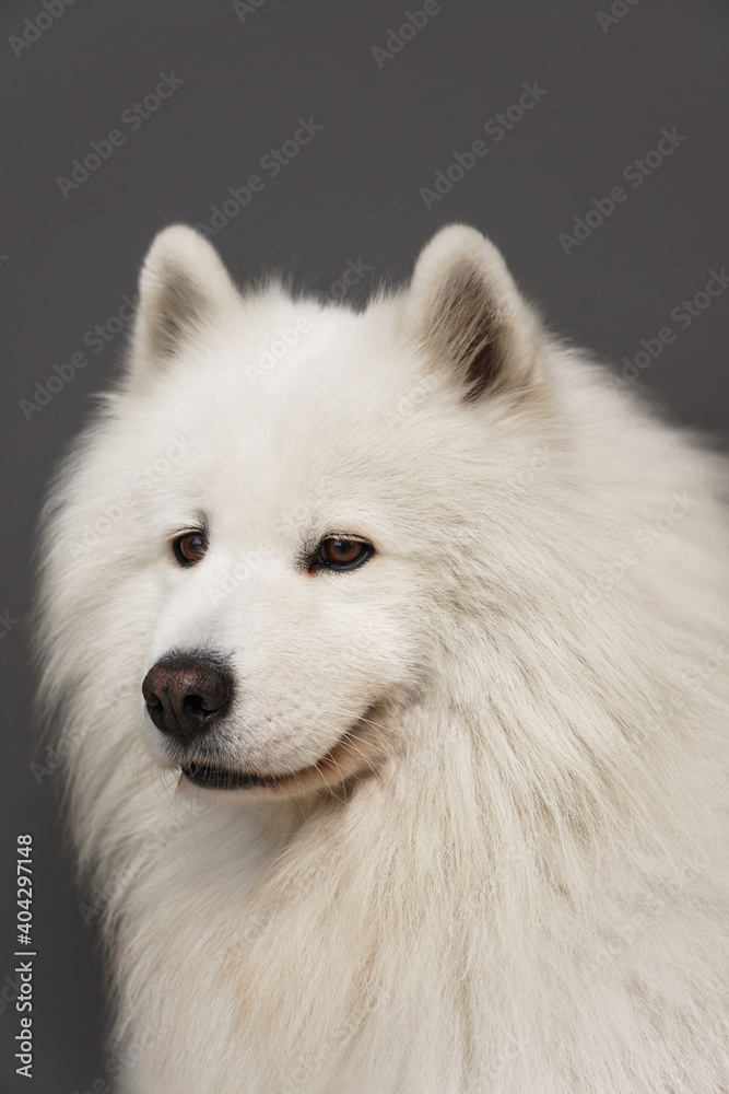 Portrait of beautiful Samoyed dog