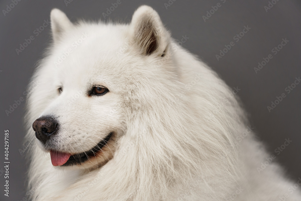 Portrait of beautiful Samoyed dog