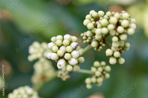 Flowers of trees growing in the forest