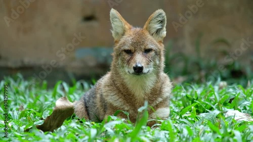 Different actions of the golden jackal during the day. Golden jackal resting on lawn photo