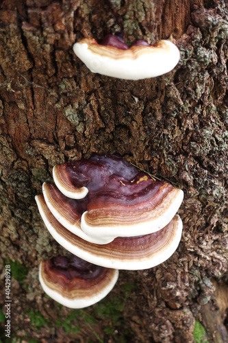 FOMITOPSIS-Fungi