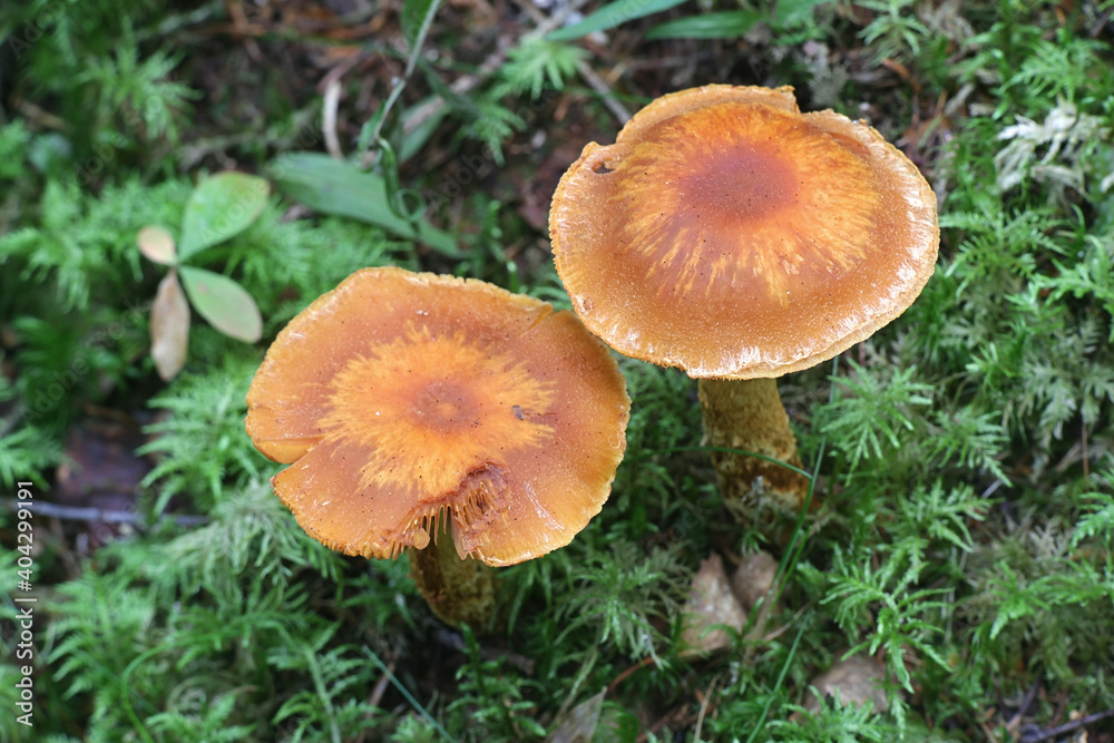 Cortinarius limonius (syn. Telamonia limonia), known as sunset webcap or fool's webcap, a deadly poisonous mushroom from Finland Cortinarius limonius (syn. Telamonia limonia), known as sunset webcap or fool's webcap, a deadly poisonous mushroom from Finland