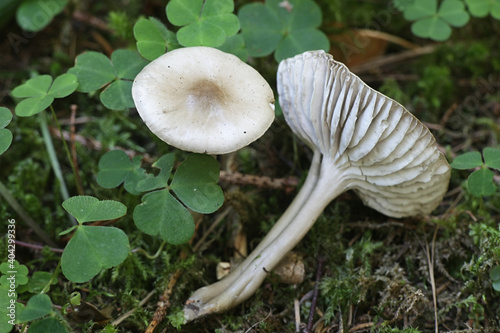 Hygrocybe irrigata, known also as Gliophorus irrigatus, the slimy waxcap, wild mushroom from Finland