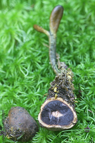 Elaphomyces granulatus, the False Truffle or Deer Truffle, a subterrean fungus paratized by Tolypocladium ophioglossoides, the Snake's Tongue photo
