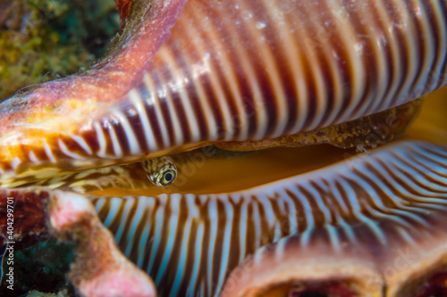Giant conch sticking eye of its shell photo