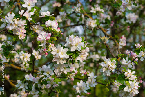 Spring blossom branch of a blossoming apple tree on garden