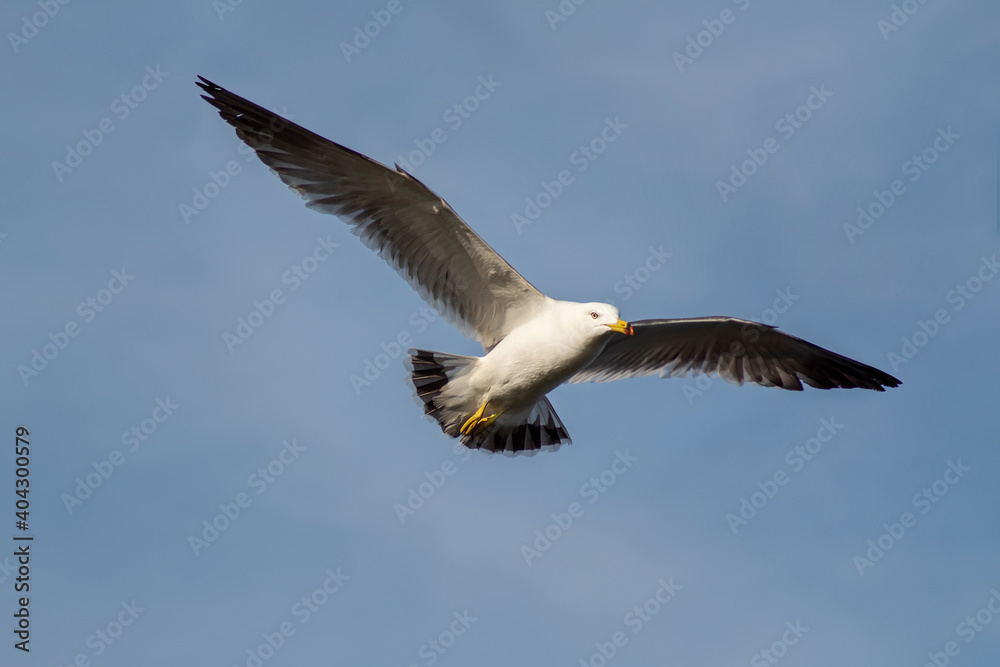 Fototapeta premium Seagull flying in the sky