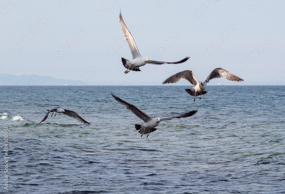 Fototapeta premium Seagulls flying over the sea