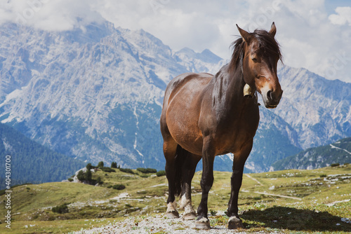 Portrait of a horse in the mountains