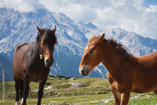 Portrait of horses in the mountains