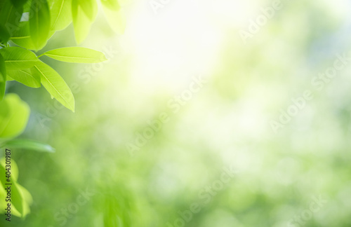 Close up fresh nature view of green leaf on blurred greenery background in garden with copy space using as background, natural green plants landscape, ecology, fresh wallpaper concept.