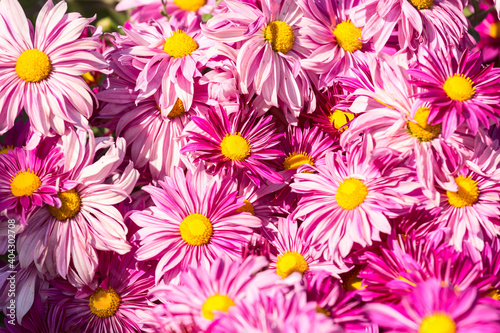 Big bright pink flowers with yellow stamens