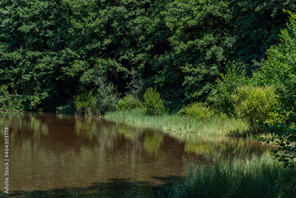 lake in the woods