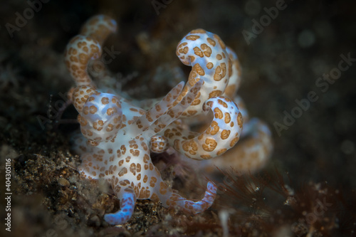 Phyllodesmium longicirrum solar powered nudibranch photo
