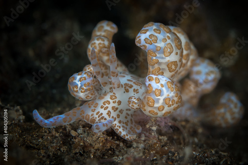 Phyllodesmium longicirrum solar powered nudibranch photo