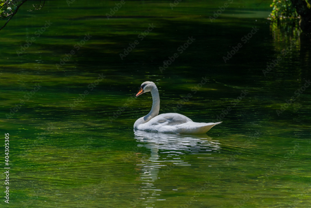 swan on the lake swan on the lake