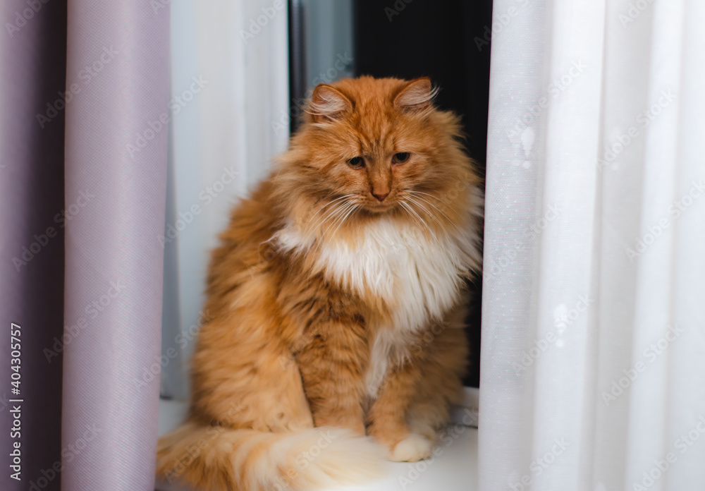 fluffy, red cat sitting on the window