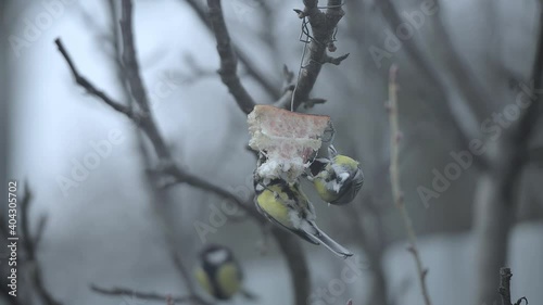 Tits eat a piece of lard hung from a tree.